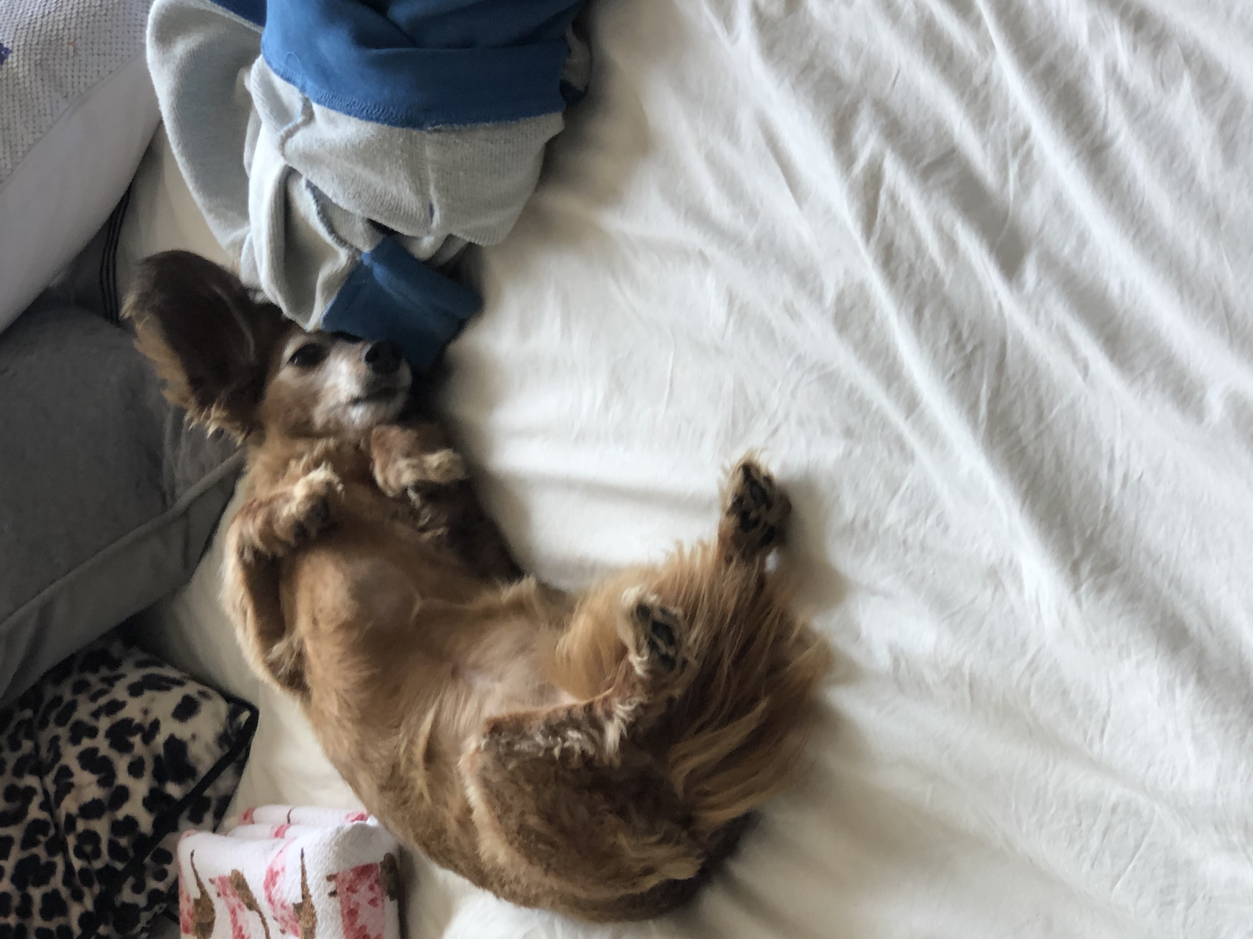 Belly up