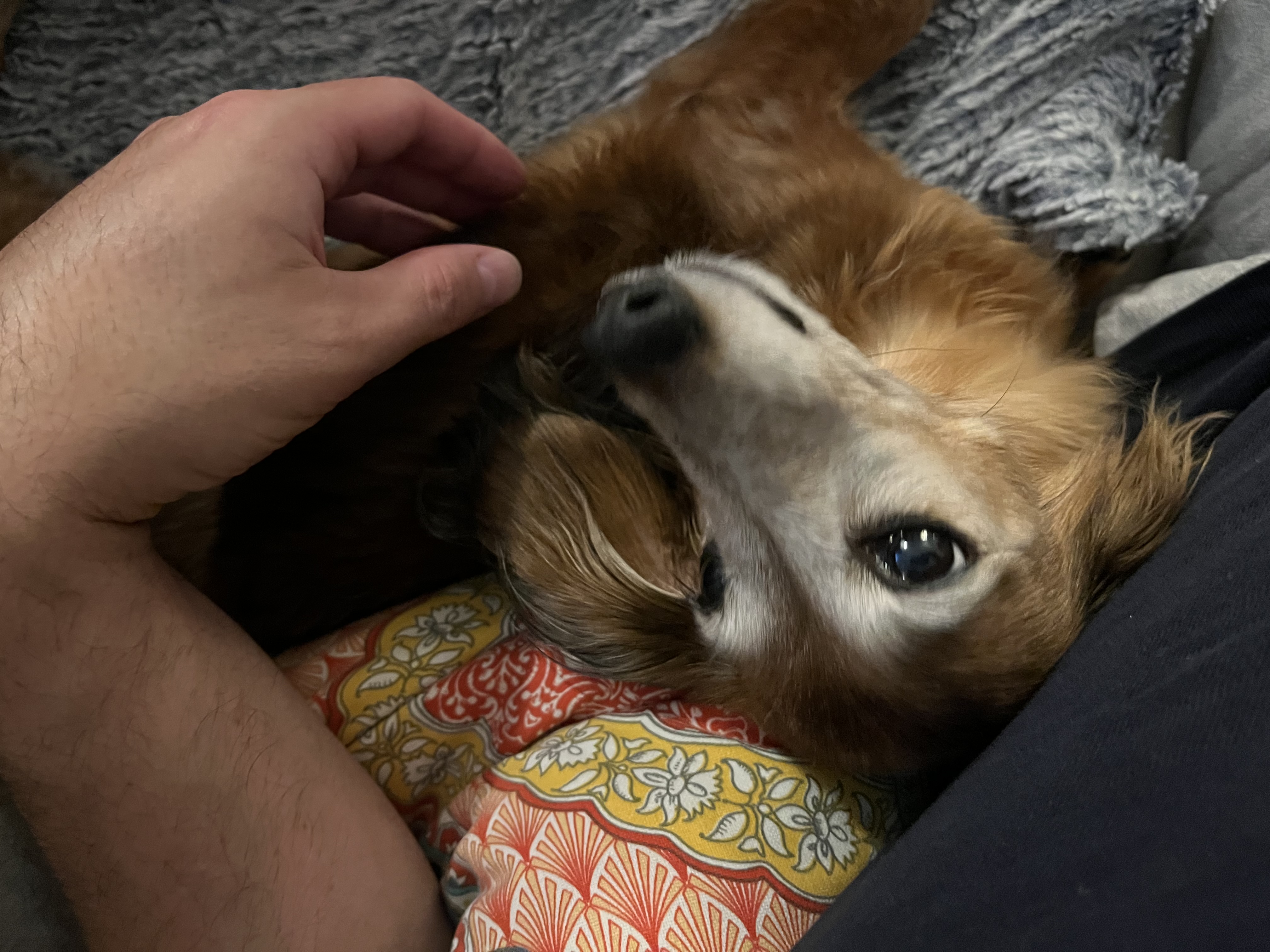 Being petted
