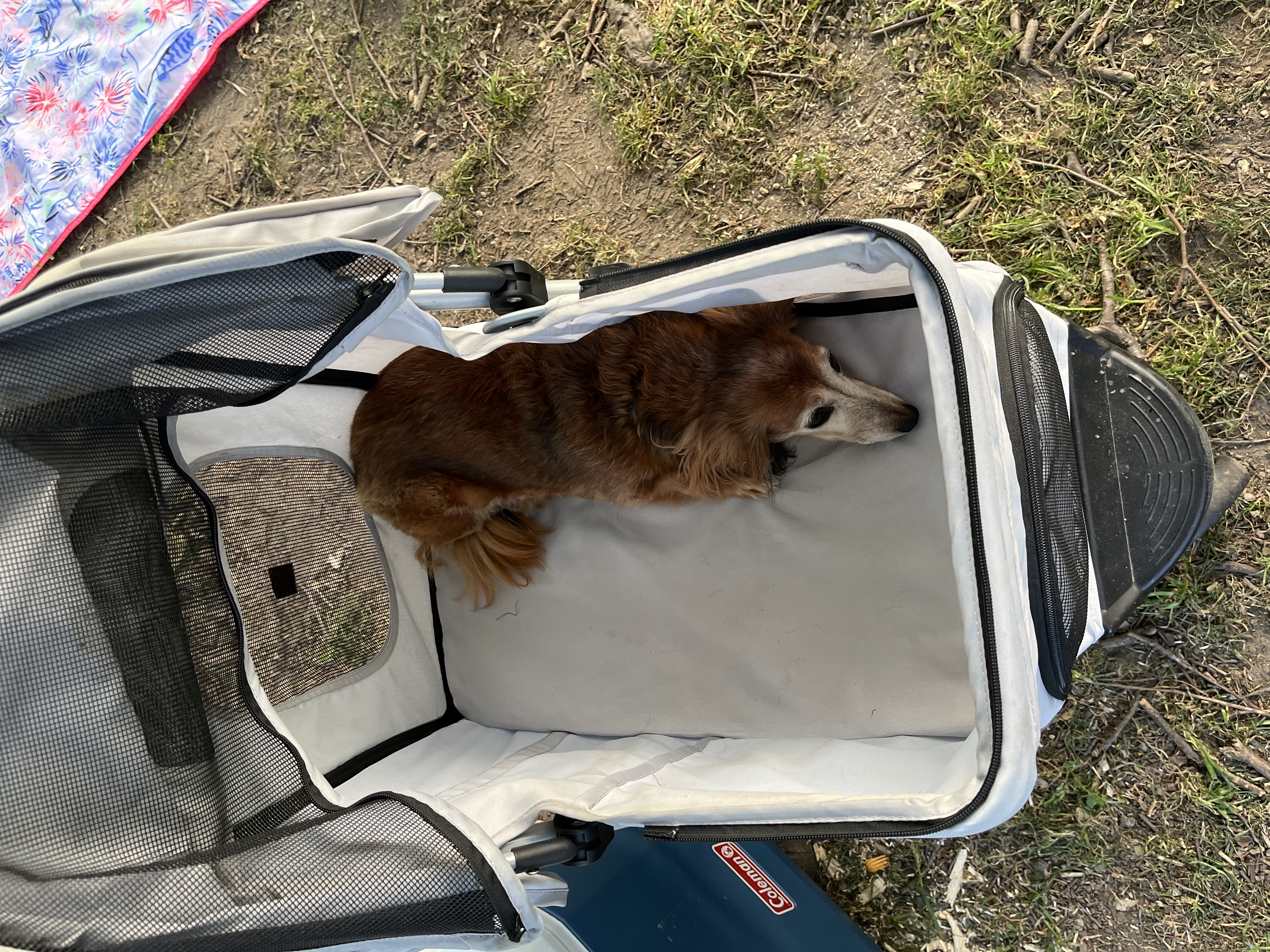Park stroller