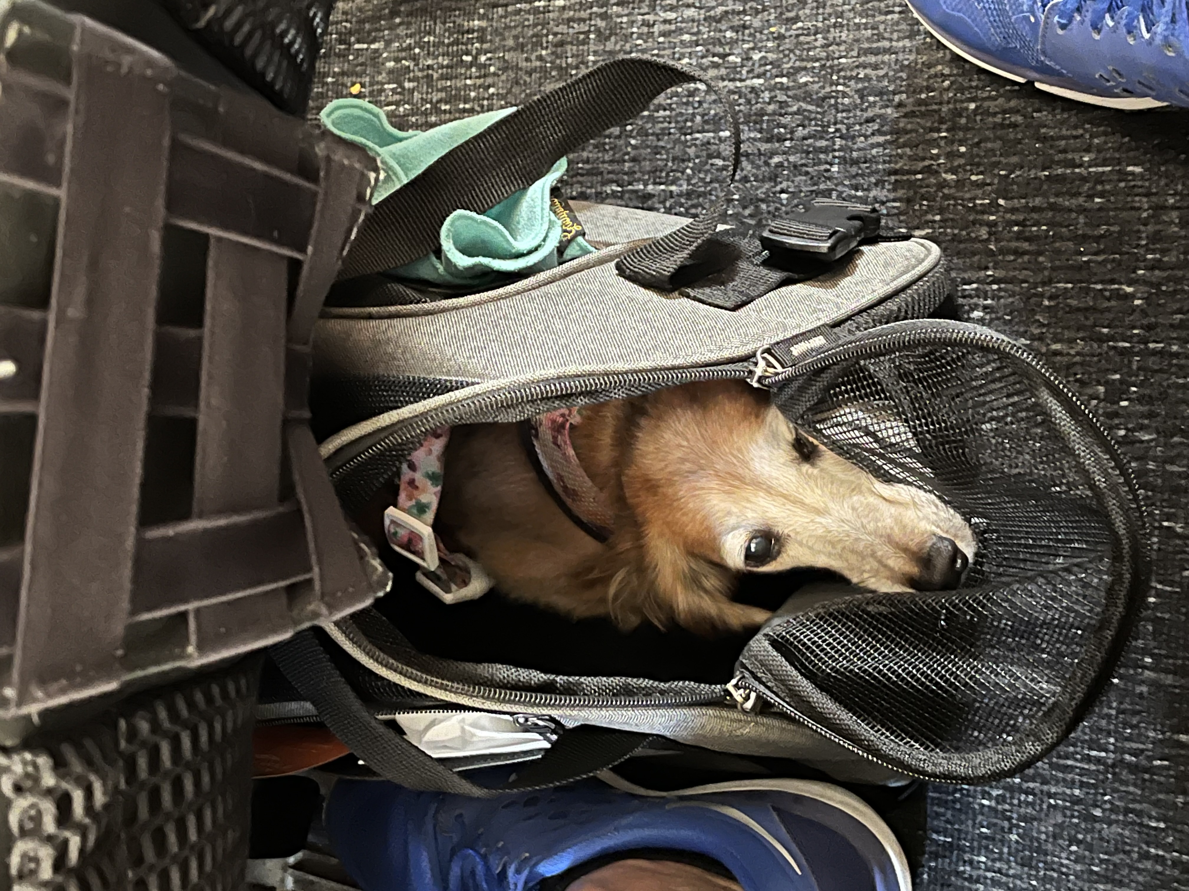 Backpack