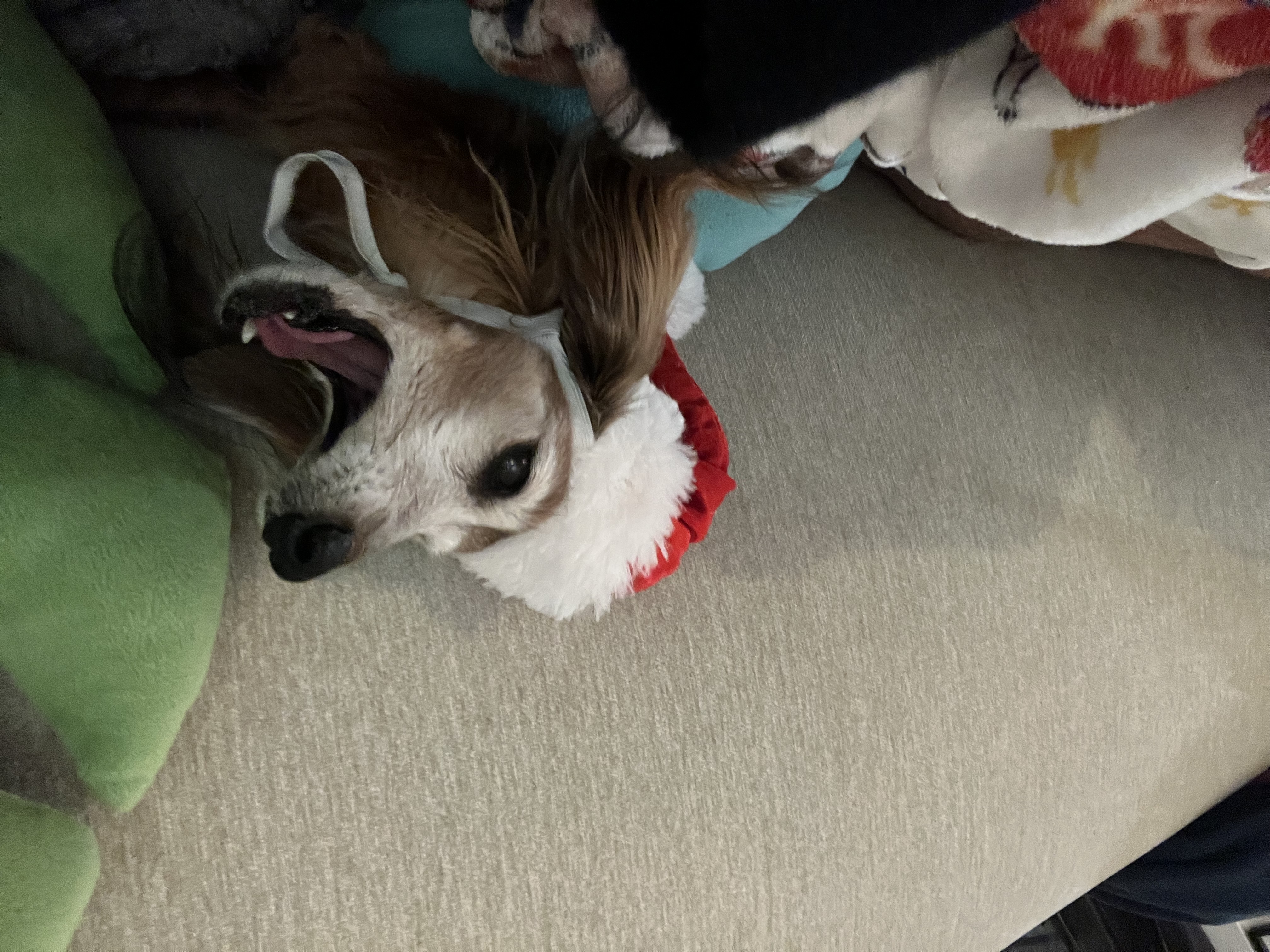 Santa outfit